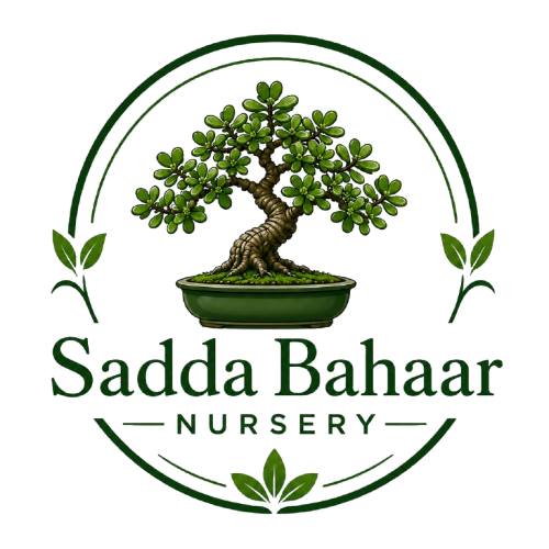 Best jade plant bonsai nursery India logo | jade plant bonsai nursery India