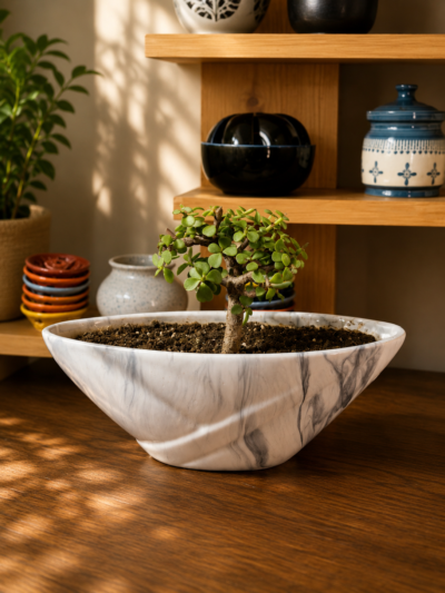 4-Year-Old Compact Jade Topiary Bonsai Plant (Portulacaria afra) in Premium Ceramic Bonsai Pot