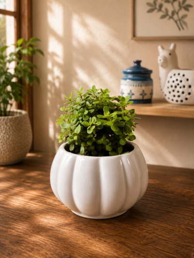 Compact Jade Topiary Bonsai Plant (Portulacaria afra) in Premium Ceramic Bonsai Pot