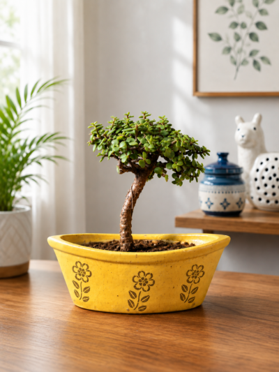 4-Year-Old Formal Upright Jade Bonsai Plant (Portulacaria afra) in Decorative Ceramic Pot