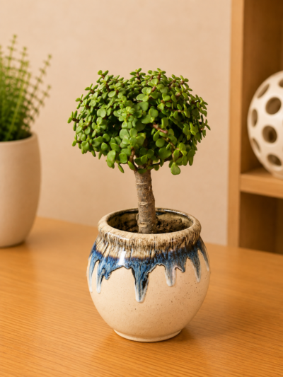 4-Year-Old Compact Jade Topiary Bonsai Plant (Portulacaria afra) in Premium Glazed Ceramic Pot