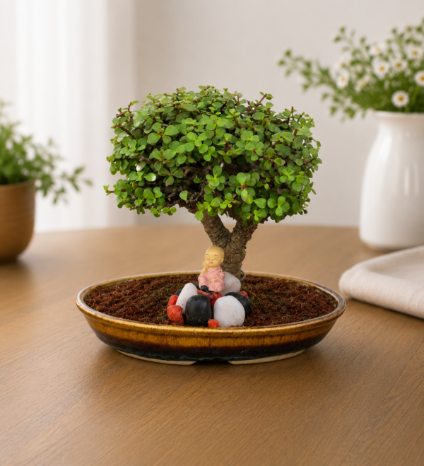 7-Year-Old Square Jade Topiary Bonsai Plant in Premium Bonsai Pot