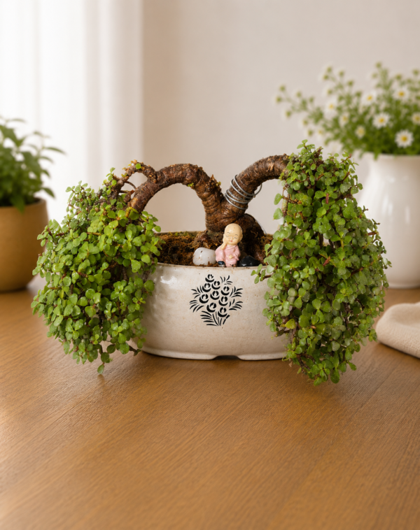 12-Year-Old Cascade Jade Topiary Bonsai Plant (Portulacaria afra) in Premium Ceramic Bonsai Pot