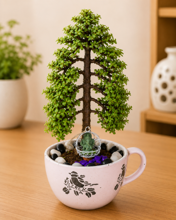 7-Year-Old Jade Topiary Christmas Bonsai Plant in Premium Ceramic Cup Pot