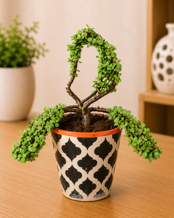 2-Year-Old Jade Topiary Plant (Portulacaria afra) in Designer Pot