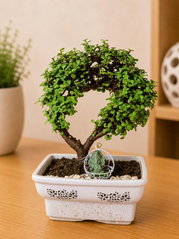4–5-Year-Old Oval Shape Jade Topiary Bonsai Plant (Portulacaria afra) in Decorative Square Pot