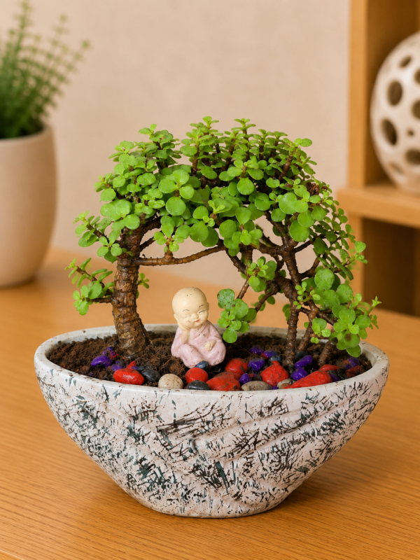 3-Year-Old Cascade Jade Topiary Bonsai Plant (Portulacaria afra) in Premium Designer Ceramic Pot