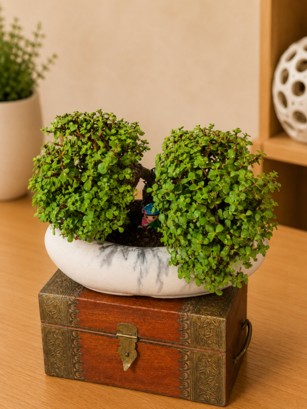 12-Year-Old Cascade Jade Topiary Bonsai Plant (Portulacaria afra) in Premium Ceramic Bonsai Pot