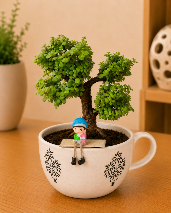 5–6-Year-Old Multi-Tier Jade Topiary Bonsai Plant (Portulacaria afra) in Premium Ceramic Cup Pot