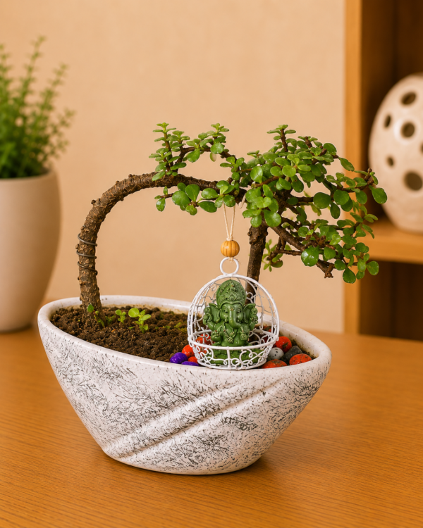 3-Year-Old Cascade Jade Topiary Bonsai Plant (Portulacaria afra) in Premium Designer Ceramic Pot