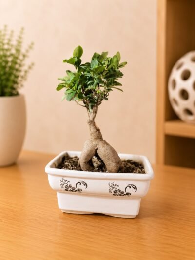 6-Year-Old Ginseng Jade Bonsai Plant (Portulacaria afra) in Decorative Ceramic Pot