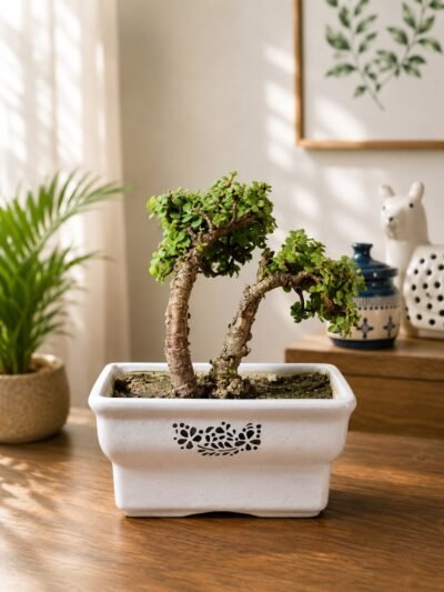 6-Year-Old Twin Trunk Jade Topiary Bonsai Plant (Portulacaria afra) in Premium White Ceramic Bonsai Pot