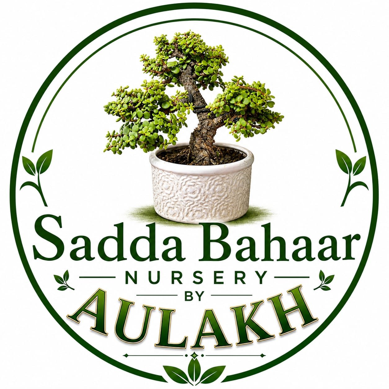 jade bonsai plant buy jade bonsai online jade bonsai tree India lucky jade plant indoor bonsai plants mini bonsai plant for home feng shui jade plant succulent bonsai plant