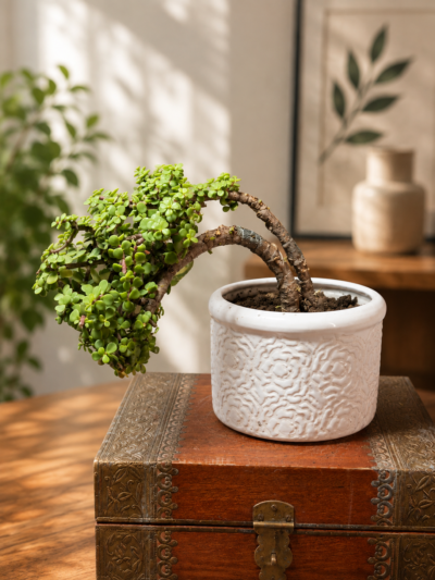 6-Year-Old Cascade Jade Topiary Bonsai Plant (Portulacaria afra) in Designer Ceramic Pot