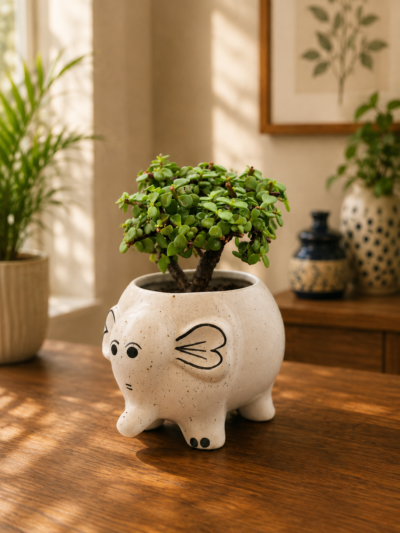 Jade Topiary Plant (Portulacaria afra) in Cute Designer Ceramic Animal Pot