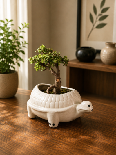 4-Year-Old ESKI Jade Topiary Bonsai Plant (Portulacaria afra) in Premium Turtle Ceramic Pot